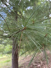 Pinus resinosa