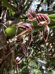 Pleurothallis