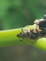 Nannotrigona perilampoides
