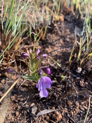Rotheca myricoides
