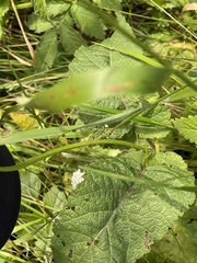 Salvia pratensis