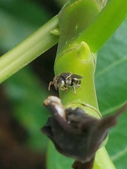 Nannotrigona perilampoides