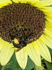 Melissodes bimaculatus