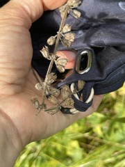 Salvia pratensis