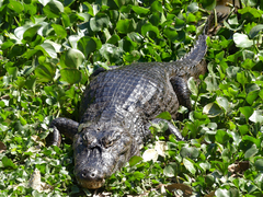 Caiman yacare
