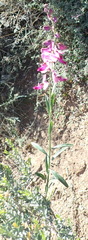 Polygala bowkerae