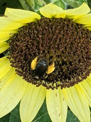 Melissodes bimaculatus