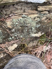 Cladonia chlorophaea