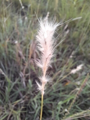 Bothriochloa