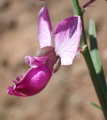 Polygala bowkerae