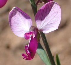 Polygala bowkerae