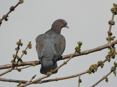 Patagioenas picazuro
