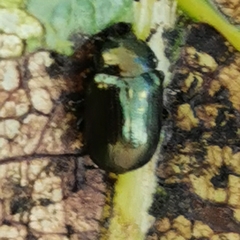 Phratora