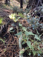 Brickellia grandiflora