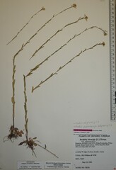 Arabis pycnocarpa adpressipilis