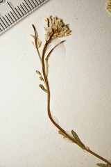 Arabis pycnocarpa adpressipilis