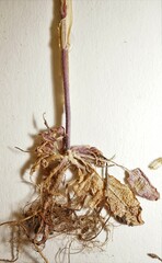 Arabis pycnocarpa adpressipilis