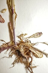 Arabis pycnocarpa adpressipilis