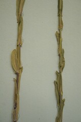 Arabis pycnocarpa adpressipilis