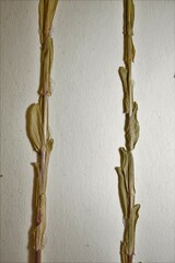 Arabis pycnocarpa adpressipilis