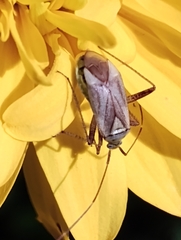 Adelphocoris quadripunctatus