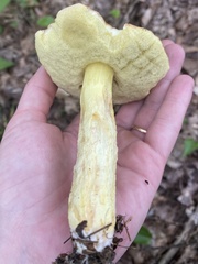 Hemileccinum