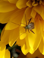 Adelphocoris quadripunctatus