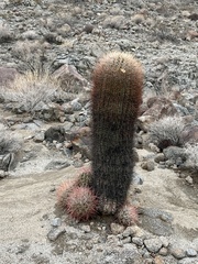 Ferocactus cylindraceus