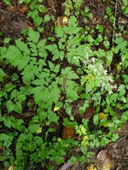 Actaea