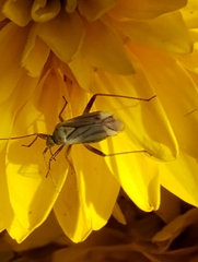 Adelphocoris quadripunctatus