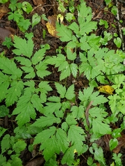 Actaea