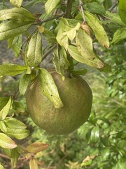 Punica