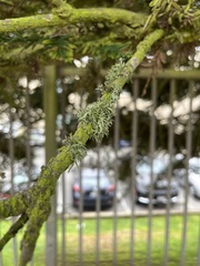Ramalina farinacea