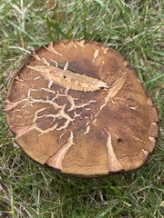 Boletus subgraveolens