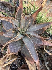 Aloe branddraaiensis, photograph author not stated, no rights reserved
