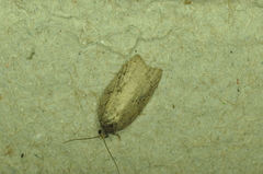 Acleris chalybeana