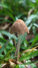 Psathyrella mexicana