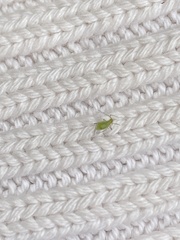 Macrosiphum euphorbiae