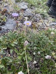 Erigeron porsildii