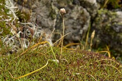 Gagea serotina