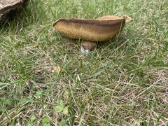 Boletus subgraveolens