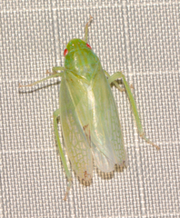 Gyponana