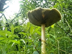 Protostropharia alcis