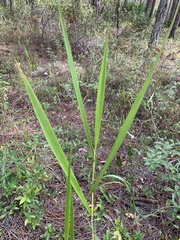 Panicum hemitomon