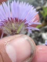 Erigeron porsildii