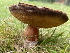 Boletus subgraveolens