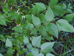 Lonicera maackii