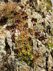 Saxifraga paniculata