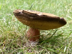 Boletus subgraveolens