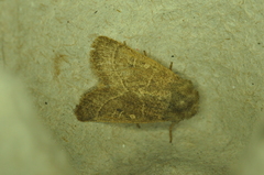 Ulolonche culea
